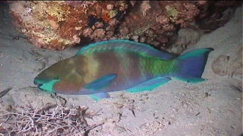 Bluebarred Parrotfish, Sleeping At Night Stock Footage 291361538