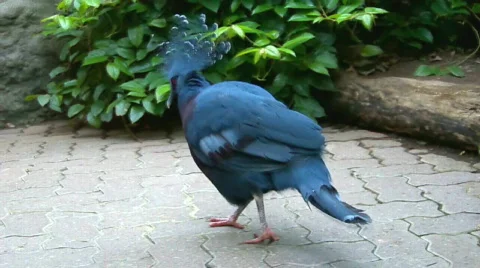 Bluebbird Stock Footage 511498