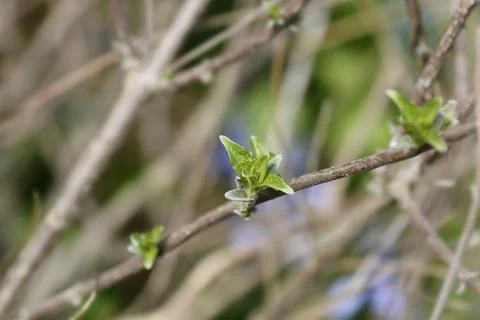 Bluebeard Arthur Simmonds Stock Photos