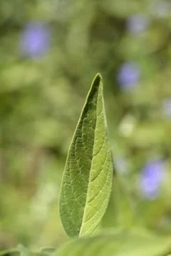 Bluebeard leaves Stock Photos