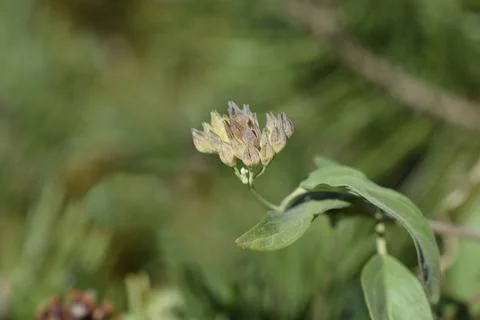 Bluebeard seedpods Stock Photos