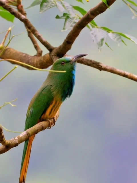 Bluebearded beeeater perched on a tree branch in the forest Stock Footage 334824379