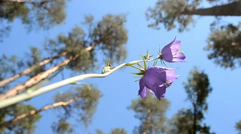 Bluebell (bellflower) and pine-tree in the forest, summer environment. 스톡 동영상 52370747