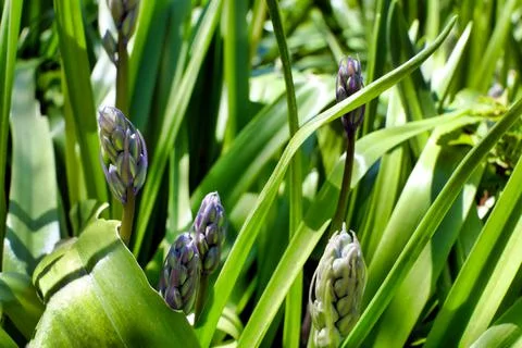 Bluebell Buds. Stock Photos