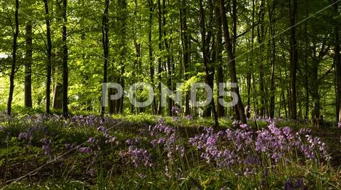 Bluebell carpet under forest in the Cotswolds England Stock Photos