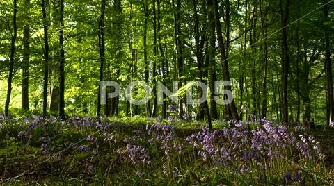 Bluebell carpet under forest in the Cotswolds England Stock Photos