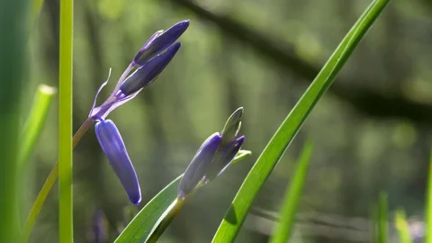Bluebell Close closed through leaves Stock Footage 129495646