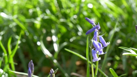 Bluebell Close up Pan Down Stock Footage 128678141