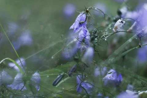 Bluebell close up Stock-Fotos