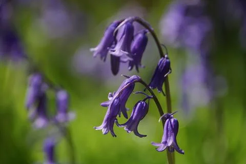 Bluebell Close-up Stock Photos