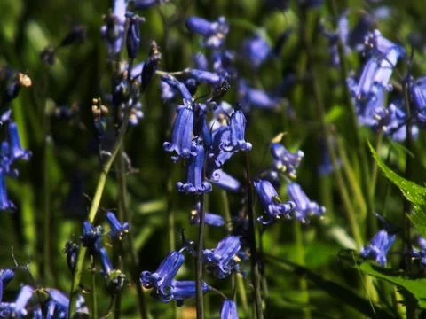 Bluebell Cluster Stock Photos