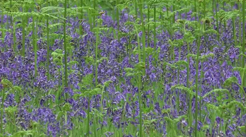 Bluebell Field Stock Footage 35441719