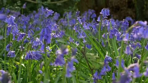 Bluebell Field Hundreds Spring Stock Footage 130282983
