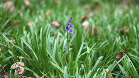 Bluebell flower, close up 库存影片 151771217