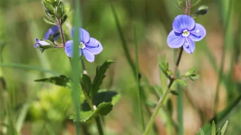 Bluebell flower Stock Footage 58891534