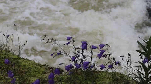 Bluebell flower Video stock 286253064