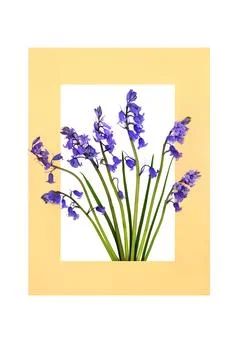 Bluebell Flower Springtime Abstract Design Stock Photos