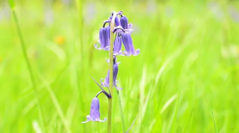 Bluebell flowers 1 Stock-Footage 24465249
