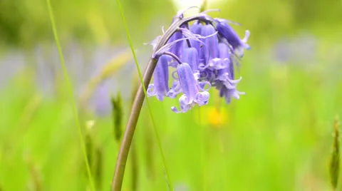Bluebell flowers 2 Stock Footage 24465294