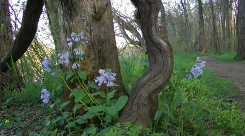 Bluebell flowers along a path Stock Footage 22997626