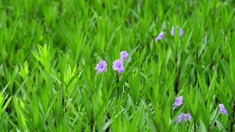 Bluebell flowers in the deep forests 库存影片 336649511