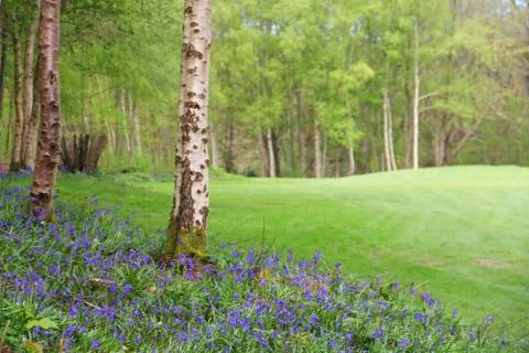 Bluebell flowers in spring forest Stock-Fotos