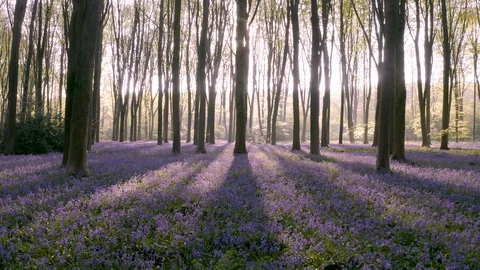 Bluebell Forest 1 Stock Footage 129692601