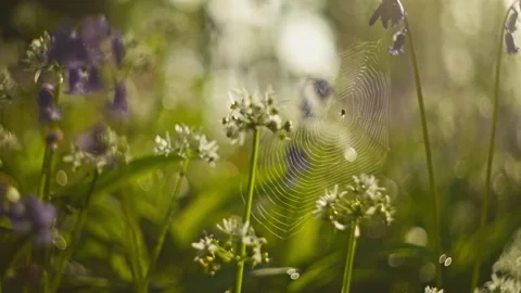 Bluebell Forest with a Delicate Spider Web in the Soft Morning Sunlight Vidéo 331107718