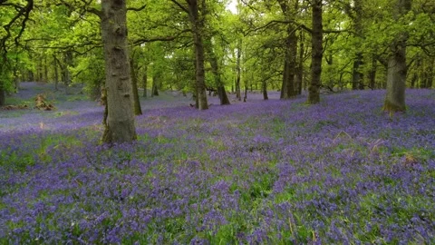 Bluebell Forest Stock Footage 197319920