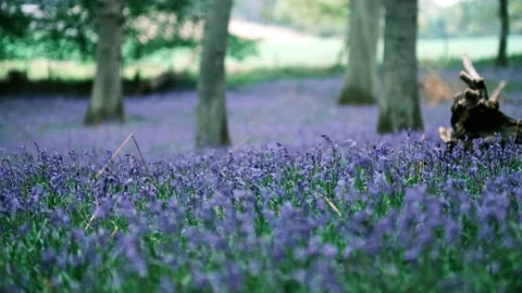 Bluebell Forest Stock Footage 202910472