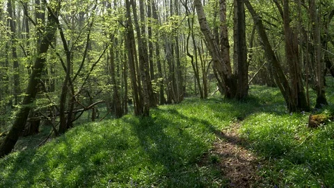 Bluebell Forest Pan down from Sun Stock Footage 129306673