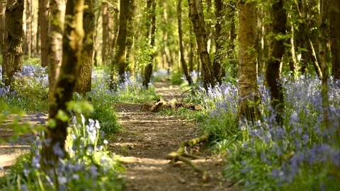 Bluebell Forest Path Stock Footage 73089405