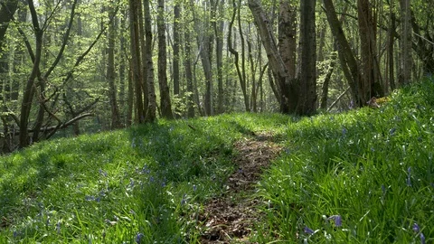 Bluebell Forest Pathway Stock Footage 129302714