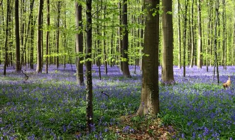 Bluebell forest Stock Photos