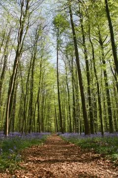 Bluebell forest Stock Photos