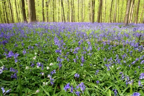 Bluebell forest Stock Photos