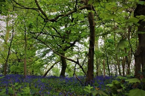 Bluebell Forest Stock Photos