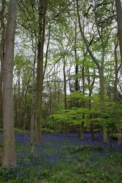 Bluebell Forest Stock Photos