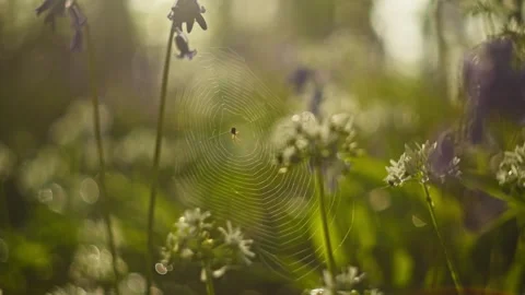 Bluebell Forest Spider Web Hanging Between Delicate Spring Wildflowers 库存影片 331107938
