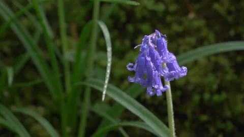 BlueBell in Forest Wet Stock Footage 131162196