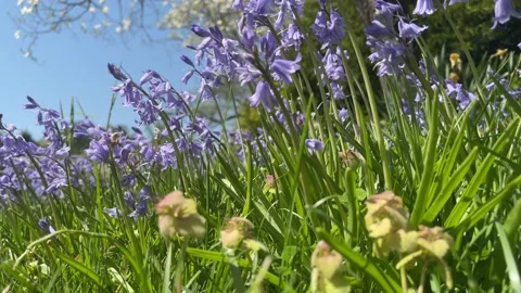 Bluebell (Hyacinthoides non-scripta) Flowers in the Spring Breeze Video stock 239100436