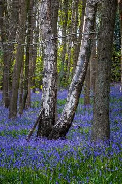 Bluebell (Hyacinthoides non-scripta) Stock Photos