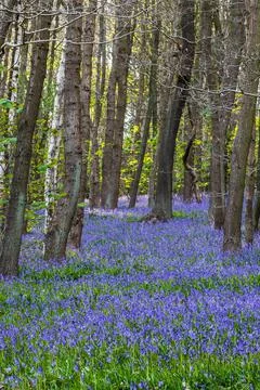 Bluebell (Hyacinthoides non-scripta) Stock Photos