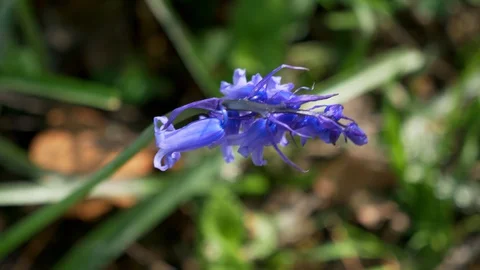 Bluebell Mid Shot Looking Down Stock Footage
