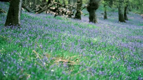 Bluebell Panorama Stock Footage 202910153