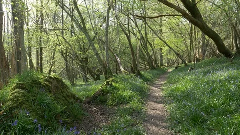 Bluebell Pathway 1 Stock Footage 128690942