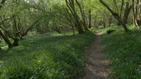 Bluebell Pathway 2 Stock Footage 128819498