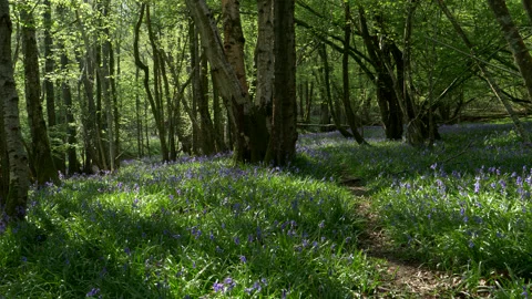 Bluebell Pathway Pan Down Narrow Stock Footage 130342234