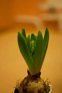Bluebell Stock Photos