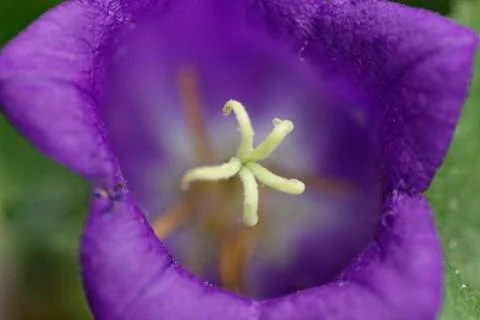 Bluebell Stock-Fotos